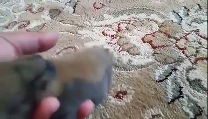 Baby Bunny Looking for Cuddles