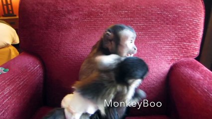 Capuchin adult and baby monkey enjoy playtime together