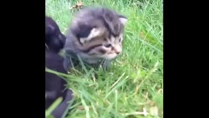 Funny Pets Compilation with cats and kittena)))))))))))Приколы! Смешная, угарная подборка приколов с котами и кошками!v)