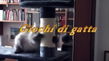 Giochi di gatta con Kira  Siberian Cat