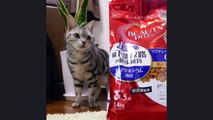 あたし、ねこ ～222あめちゃんスペシャル - I am a cat (2016 Ame ver)