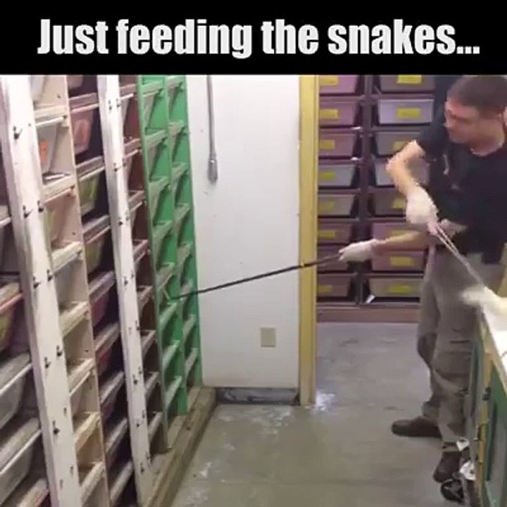 The man is feeding his pet cobra's - very amazing video