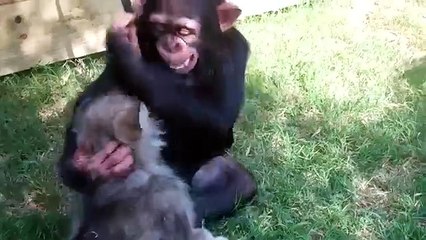 Un singe, un tigre et un loup. 3 bébés animaux s'amusent ensemble