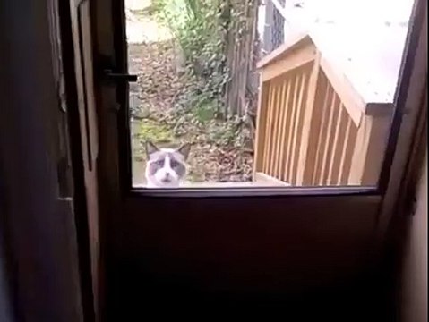 Un chat coincé dehors nous fait trop de la peine