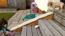 Ce jeune chien flemmard a trouvé la solution pour descendre les escaliers!