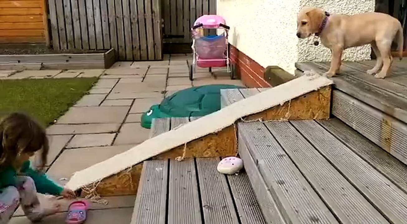 Ce jeune chien flemmard a trouvé la solution pour descendre les escaliers!