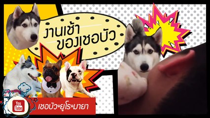 เชอบัว ยูโร มายา ตอนที่ 18  ว่าได้ที่ไหนละ