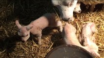 Schaap krijgt vierling - RTV Noord
