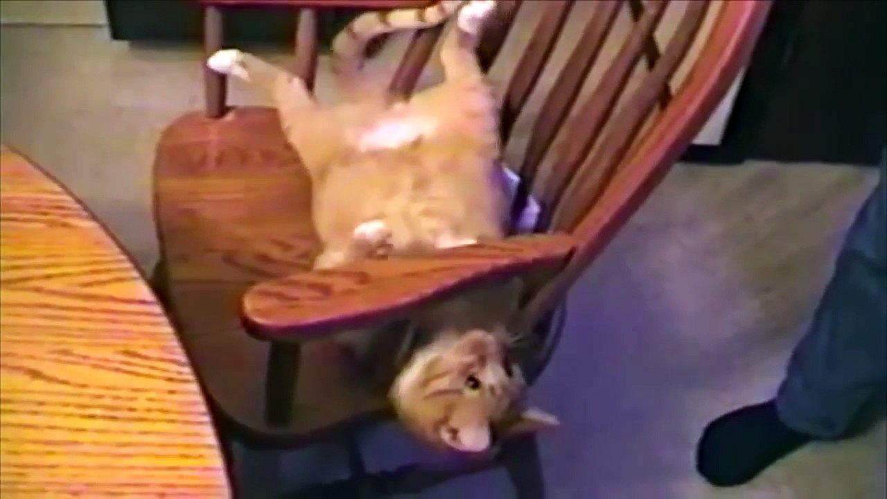 AFV Animals Best of April!