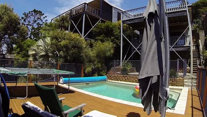 Didga, le chat qui surfe sur un chien !