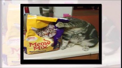 Right Moment Pics Compilation  - Top Funny Videos