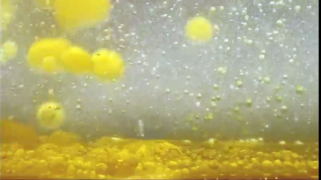 Watch Dr. Jonathan Vitale Talks On Paleo, Diet, Weight Loss & Optimal Health #19