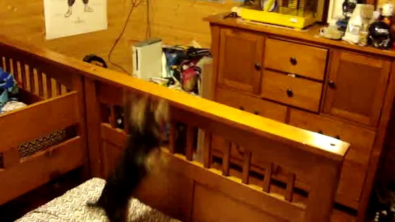 Yorkshire Terriers Are Awesome: Compilation