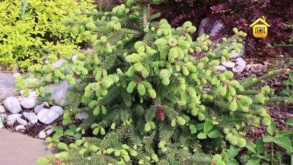 Уютный ландшафт на непростом участке -- FORUMHOUSE