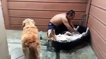 Animal Clip Of The Week Dog Chillin Extra Hard Enjoying That Bath