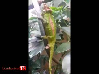 Bukalemunun doğum anı