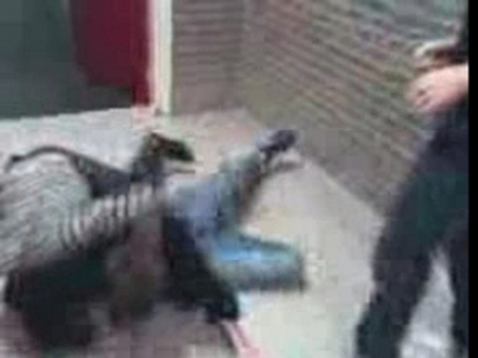 Vidéo004