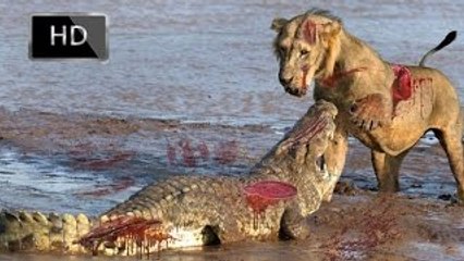 Crocodile Kills Lion