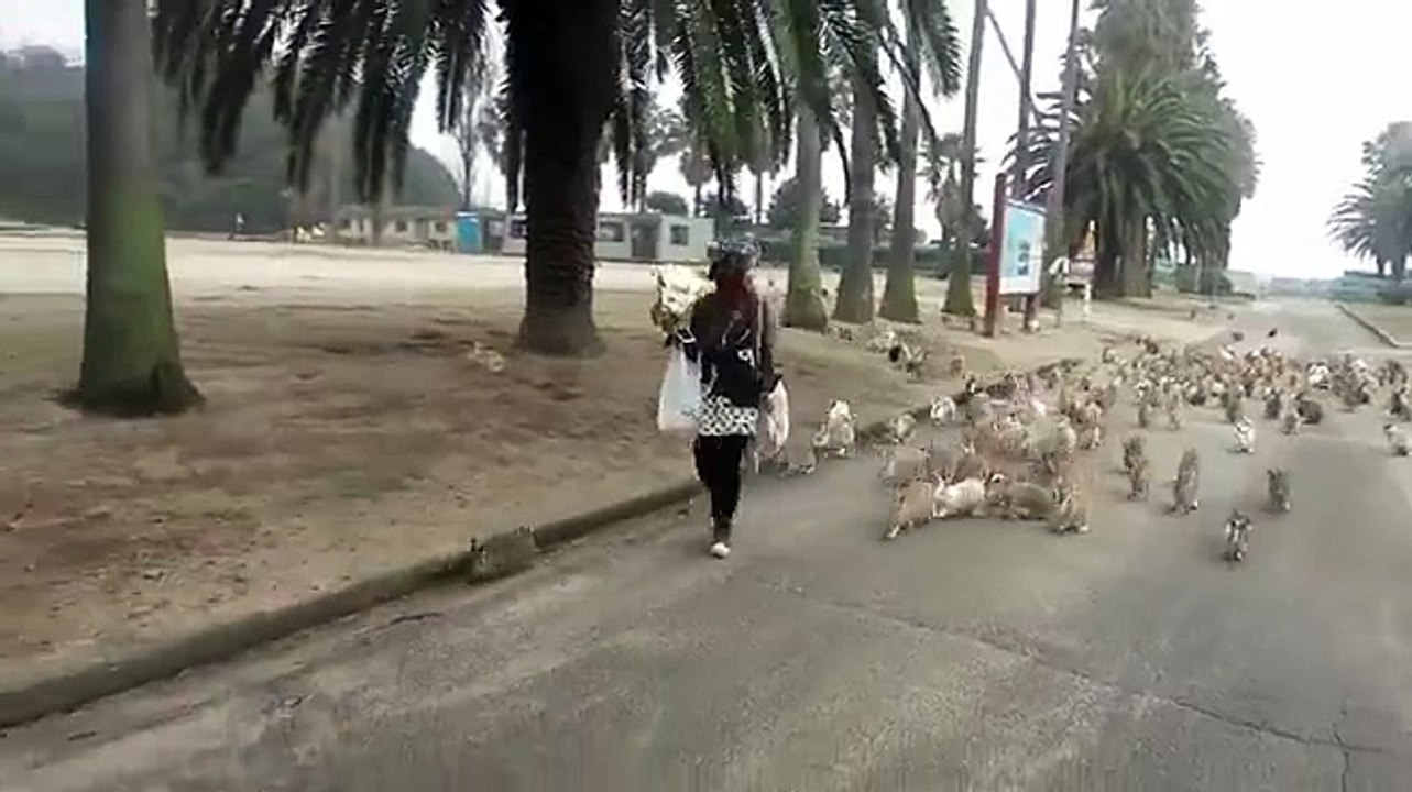 Ile des lapins au japon. Des centaines de lapins pas farouche en liberté