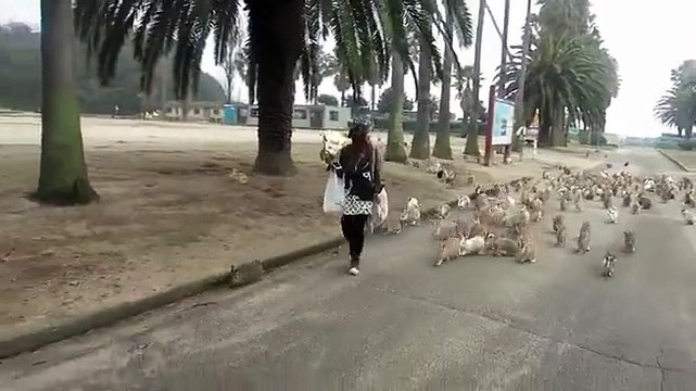Ile des lapins au japon. Des centaines de lapins pas farouche en liberté