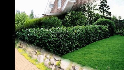 Элементы ландшафта - живые изгороди