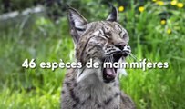 Parc Zoologique de Paris : une année 2015 en chiffres et en émotions