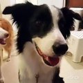 Dog Plays Squeaky Toy on Command