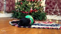 Dog performs series of Holiday-inspired tricks