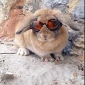 Un petit lapin qui adore la plage