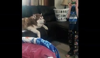 Husky Sings Along To Harmonica