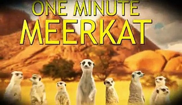 Meerkat Gets Busted For Public Urination