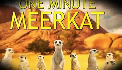 Meerkats Get Too Drunk to Drive