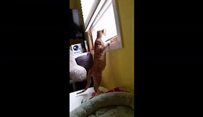 Orange Cat Fails To Hold Onto Window Sill