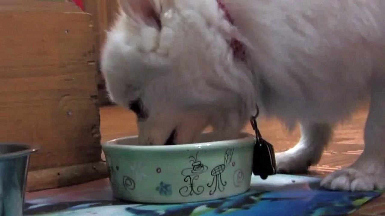 dog source
