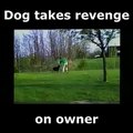Dog takes revenge on owner