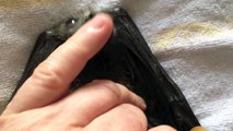 Cute orphan flying fox (bat) eats his first grape.