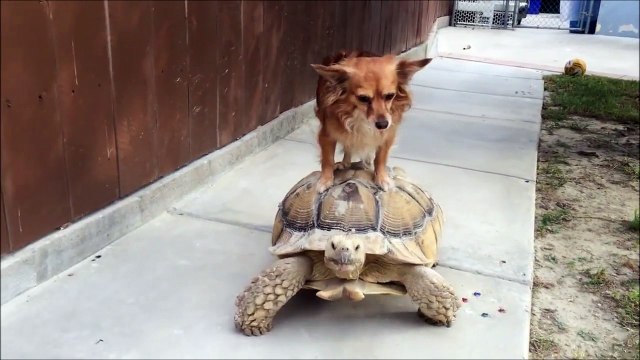 Taxi pour chien : cette tortue transporte un chien sur sa carapace