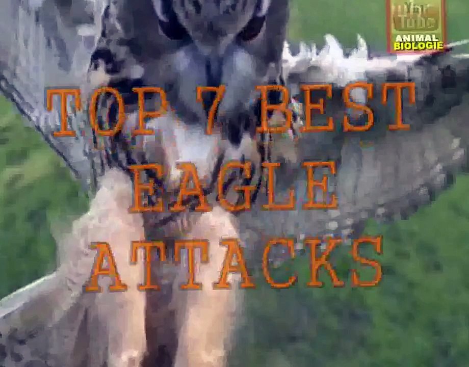 Eagle Attacks (GRIZZLY,KANGAROO...& MAN)