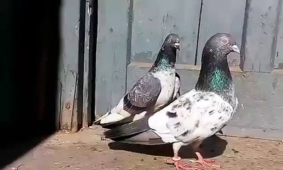 Kamgar + Ferozpuri High Flying Pigeon in Pakistan
