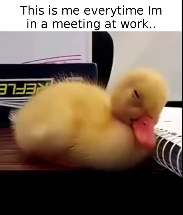 'This is me everytime I'm in a meeting at work..'
