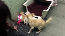 Cute : Les retrouvailles émouvantes entre une mère et ses chiots