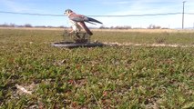 Kestrel Trapping Falconry Bal-Chatri Trap