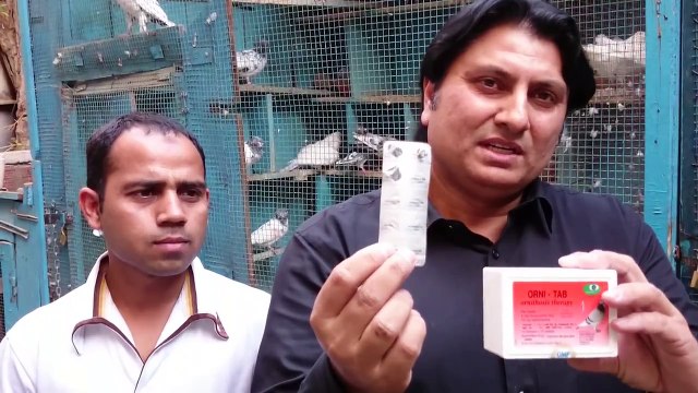 Nuskha pakistani pigeons