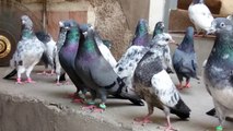 Pakistani pigeons Boota Farooq khadriala
