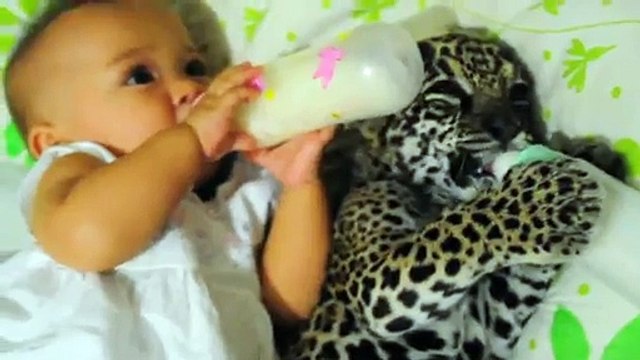 Un bébé jaguar boit son biberon avec une petite fille