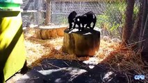 Cute Baby Pygmy Goats Compilation
