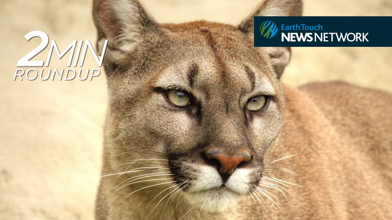 SeaWorld's most infamous orca is dying, a hair-raising cougar rescue & an ostrich gives chase