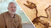 Interview : ces dinosaures qui surprennent même un paléontologue