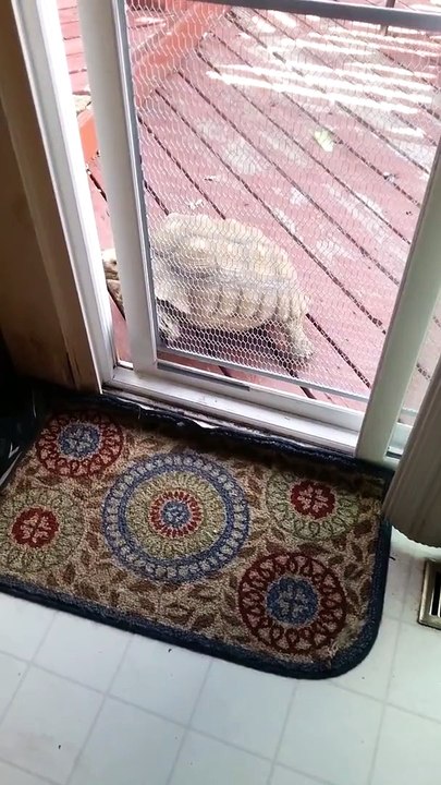Tortoise letting itself into the house