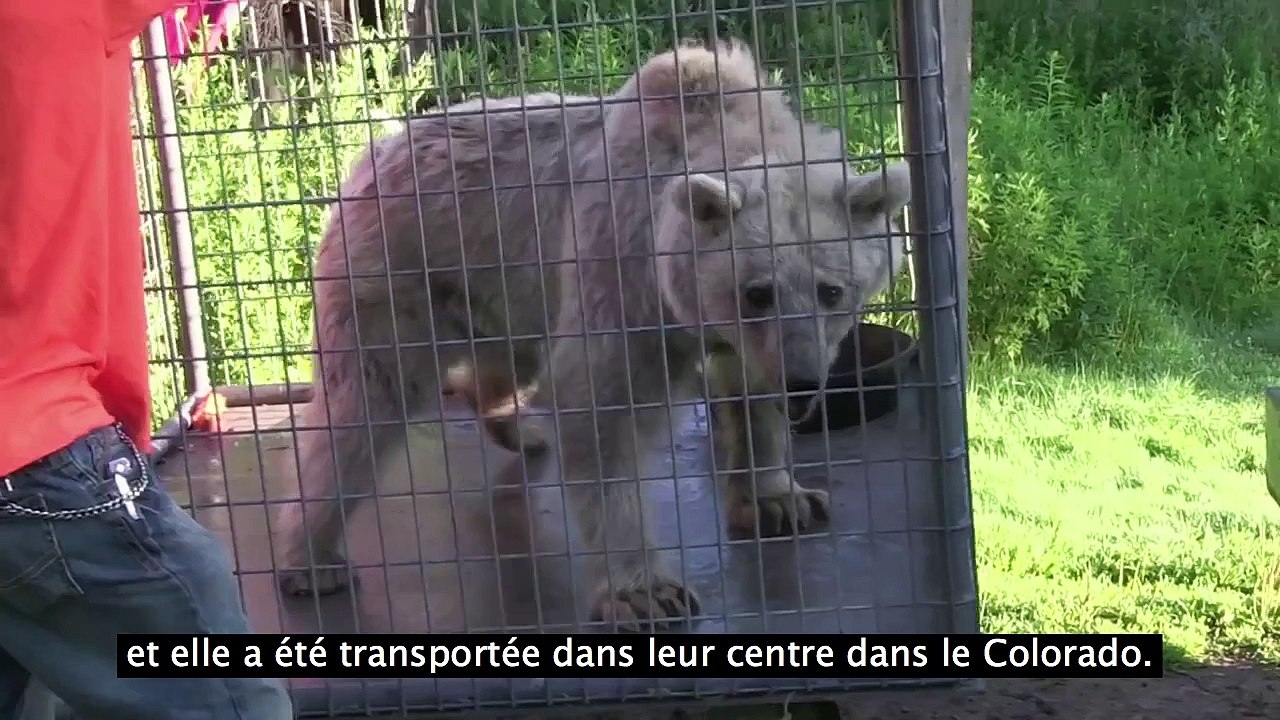 Fifi : sauvetage et retour à la vie après 30 ans de captivité